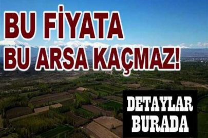 Muğla Milas'ta 42.960 m² zeytinli tarla icradan satılıktır (çoklu satış)