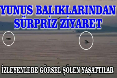 Bursa'da yunus balıklarından sürpriz ziyaret