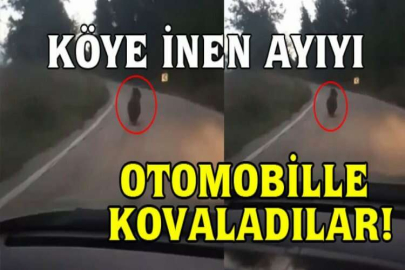 Köye inen ayıyı otomobille kovaladılar