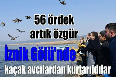 İznik Gölü'nde kaçak avcılardan kurtarılan 56 ördek artık özgür