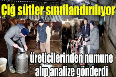 Çiğ sütler sınıflandırılıyor