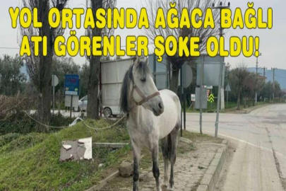 Yol ortasında ağaca bağlı atı görenler şoke oldu