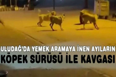 Uludağ’da yemek aramaya inen ayıların köpek sürüsü ile kavgası kameralarda