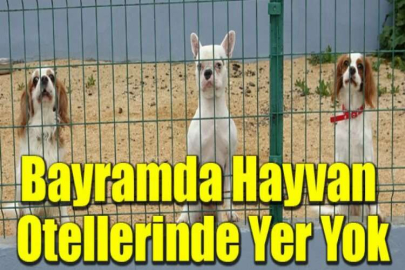 Bayram öncesi köpek otellerinde yer kalmadı