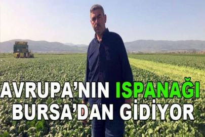 Avrupa’nın ıspanağı Bursa’dan gidiyor