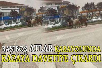 Başıboş atlar karayolunda kazaya davetiye çıkardı