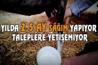 Yılda 2,5 ay sağım yapıyor taleplere yetişemiyor