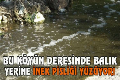 Bu köyün deresinde balık yerine inek pisliği yüzüyor