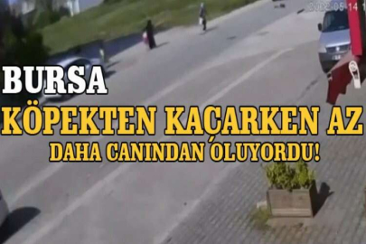 Köpekten kaçarken az daha canından oluyordu