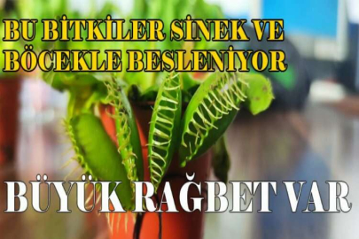 Bu bitkiler sinek ve böcekle besleniyor, büyük rağbet var