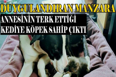 Annesinin terk ettiği kediye köpek sahip çıktı