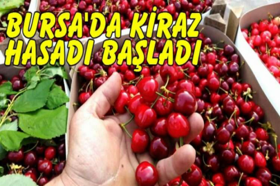 Bursa'da kiraz hasadı başladı