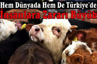 Dana vereminde ürküten tablo! Hem dünyada hem de Türkiye’de: İnsanlara zararı büyük