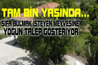 Şifa arayanlar bin yıllık ağacın meyvesinden yemek için geliyor