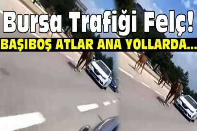 Bursa'da başıboş atlar trafiği felç etti