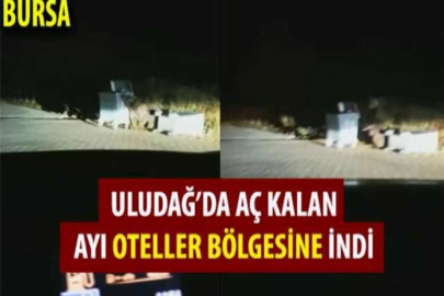 Uludağ'da aç kalan ayılar oteller bölgesine indi