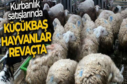 Kurbanlık satışlarında küçükbaş hayvanlar revaçta