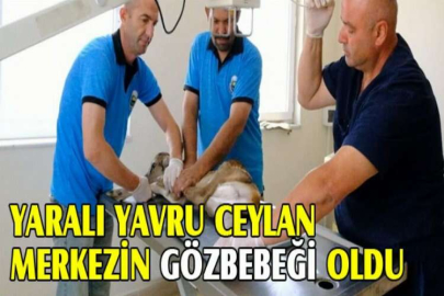 Yaralı yavru ceylan merkezin gözbebeği oldu