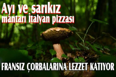 Ayı ve sarıkız mantarı İtalyan pizzası, Fransız çorbalarına lezzet katıyor