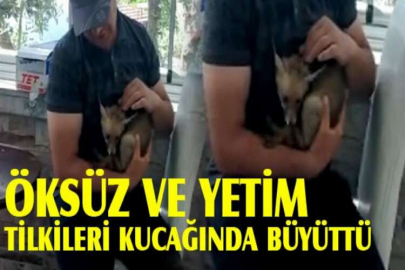 Öksüz ve yetim tilkileri kucağında büyüttü