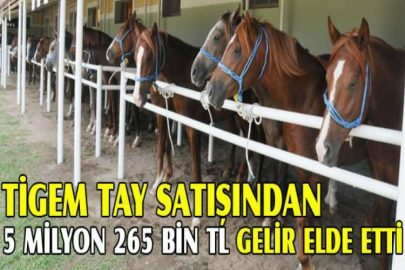 TİGEM tay satışından 5 milyon 265 bin TL gelir elde etti