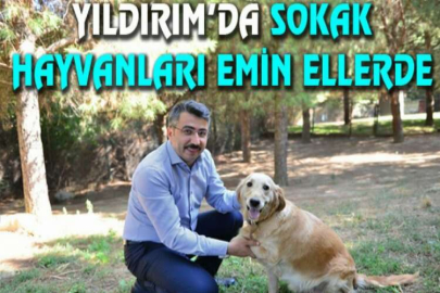 Yıldırım’da sokak hayvanları emin ellerde