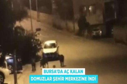 BURSA’DA AÇ KALAN DOMUZLAR ŞEHİR MERKEZİNE İNDİ