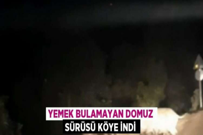 YEMEK BULAMAYAN DOMUZ SÜRÜSÜ KÖYE İNDİ