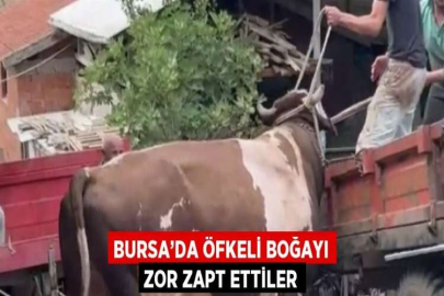 BURSA’DA ÖFKELİ BOĞAYI ZOR ZAPT ETTİLER