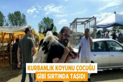 KURBANLIK KOYUNU ÇOCUĞU GİBİ SIRTINDA TAŞIDI