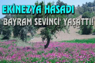 Ekinezya hasadı 'bayram sevinci' yaşattı