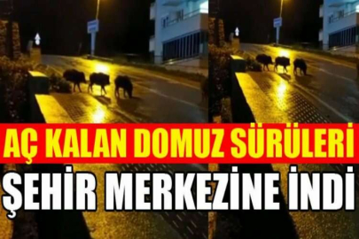 Bursa'da aç kalan domuz sürüsü şehir merkezine indi