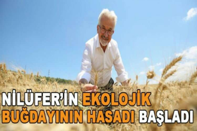 Nilüfer’in ekolojik buğdayının hasadı başladı