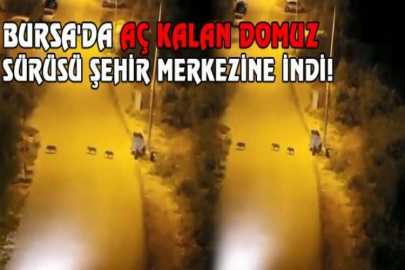 Bursa'da aç kalan domuz sürüsü şehir merkezine indi