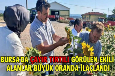 Bursa'da çayır tırtılı görülen ekili alanlar büyük oranda ilaçlandı