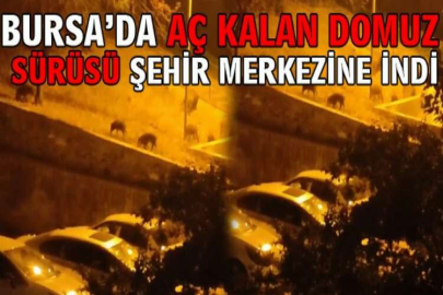 Bursa’da aç kalan domuz sürüsü şehir merkezine indi