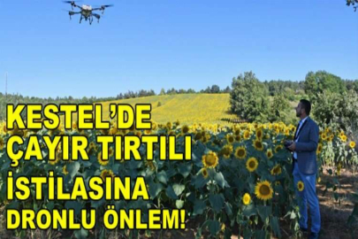 Kestel’de çayır tırtılı istilasına dronlu önlem