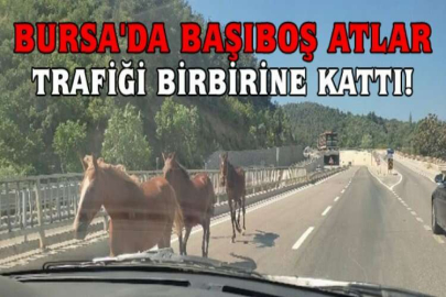 Bursa'da başıboş atlar trafiği birbirine kattı