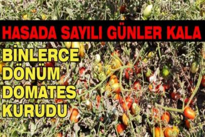 Hasada sayılı günler kala binlerce dönüm domates kurudu