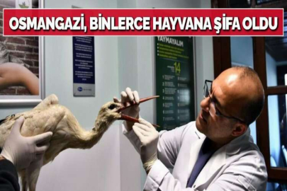 OSMANGAZİ, BİNLERCE HAYVANA ŞİFA OLDU