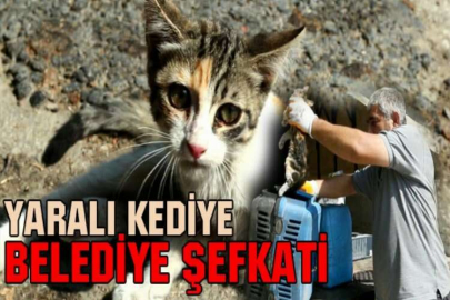 YARALI KEDİYE BELEDİYE ŞEFKATİ