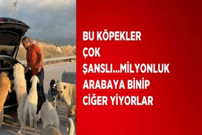 BU KÖPEKLER ÇOK ŞANSLI...MİLYONLUK ARABAYA BİNİP CİĞER YİYORLAR