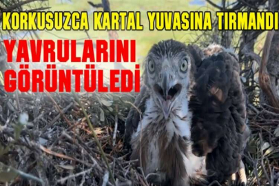 Korkusuzca kartal yuvasına tırmandı, yavrularını görüntüledi