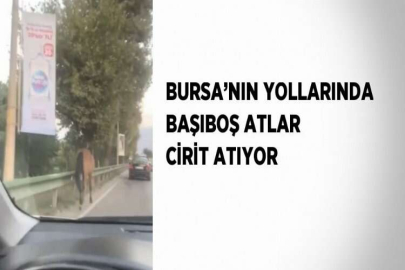 BURSA’NIN YOLLARINDA BAŞIBOŞ ATLAR CİRİT ATIYOR