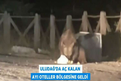 ULUDAĞ’DA AÇ KALAN AYI OTELLER BÖLGESİNE GELDİ