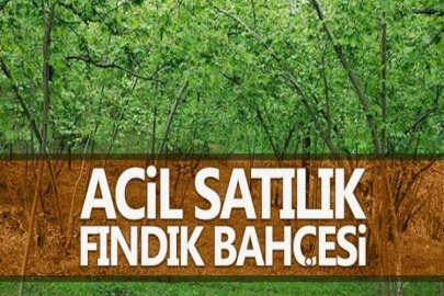 Artvin Borçka ilçesinde 1458m² fındık bahçesi satılıktır