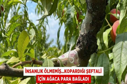 İNSANLIK ÖLMEMİŞ...KOPARDIĞI ŞEFTALİ İÇİN AĞACA PARA BAĞLADI