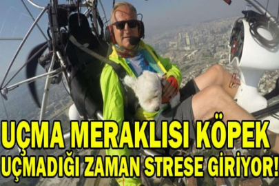 Uçma meraklısı köpek uçmadığı zaman strese giriyor