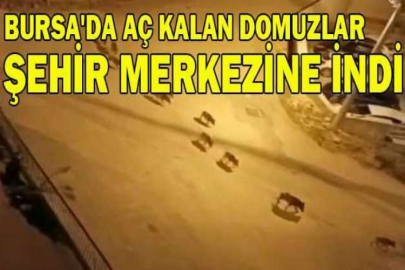 Bursa'da aç kalan domuzlar şehir merkezine indi