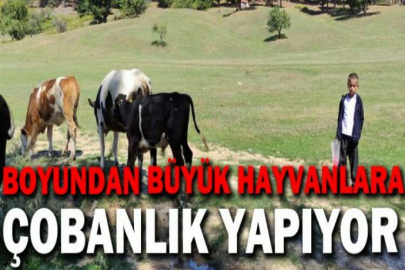 Boyundan büyük hayvanlara çobanlık yapıyor